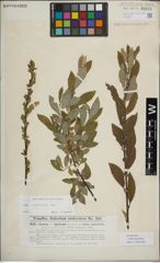 Foto von Salix myrsinifolia Salisb.